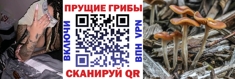 Купить где  Гудермес  Псилоцибиновые грибы MAGIC MUSHROOMS 